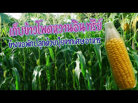 ปลูกข้าวโพด-นำเศษอาหารในครัวเร ปลูกข้าวโพด-นำเศษอาหารในครัวเร