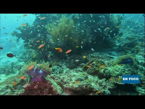 Iniciativas locales en Maldivas para preservar los arrecifes de coral
