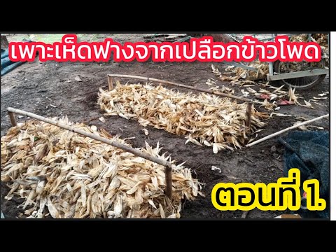 วิธีเพาะเห็ดฟางจากเปลือกข้าวโพ