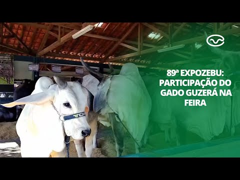 89ª ExpoZebu: Participação do gado Guzerá na feira