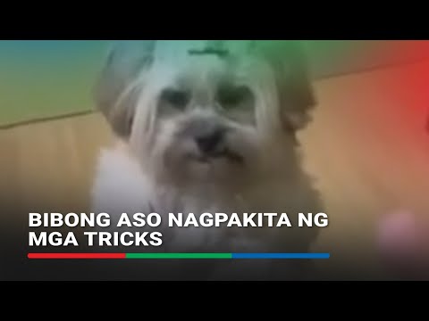 Bibong aso nagpakita ng iba-ibang tricks