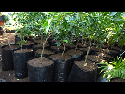 Amplia variedad de árboles y plantas en vivero Campos Azules