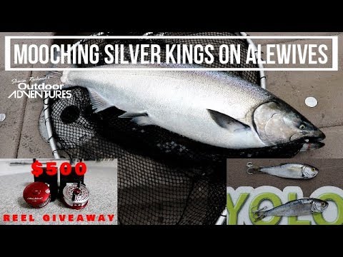 mooching for silver kings last weekend