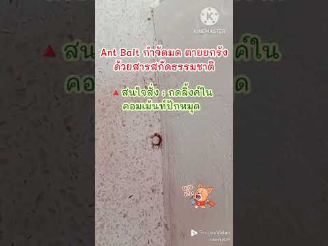 Review:AntBaitกำจัดมดด้วยส