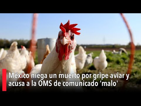 México niega un muerto por gripe aviar y acusa a la OMS de un comunicado 'bastante malo'
