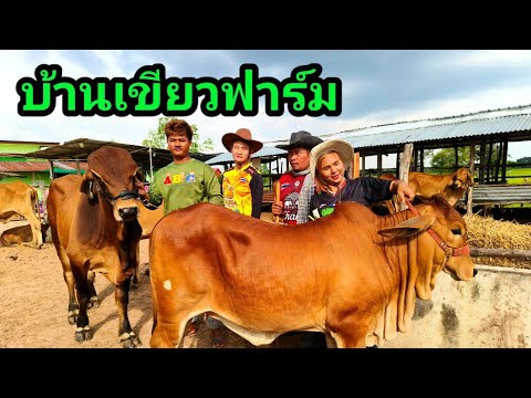 241067||วัวสาวเกรดพรีเมี่ยมท