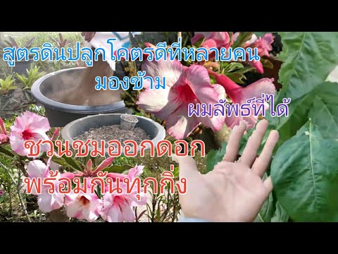 ชวนชมออกดอกพร้อมกันทุกกิ่ง|กับ ชวนชมออกดอกพร้อมกันทุกกิ่ง|กับ