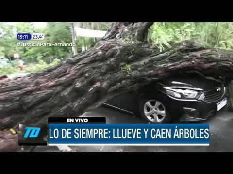 Lo de siempre: llueve y caen árboles en Asunción