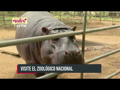 Diviértete y aprende en familia en el Zoológico Nacional de Nicaragua