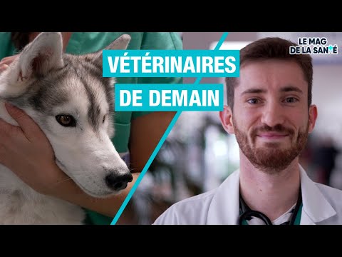 ? TEASER IN VIVO : à l'école vétérinaire  - Allo Docteurs