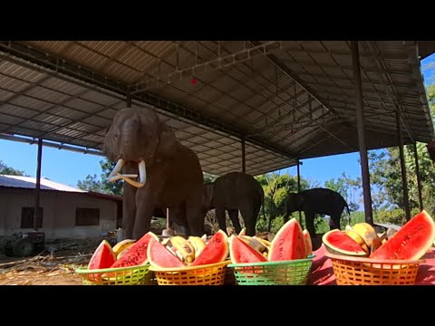 ทำบุญป้อนผลไม้น้องช้างปีใหม่คร