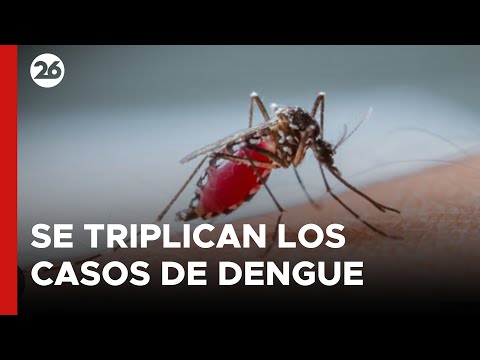ARGENTINA | Alerta por el dengue: Se triplicaron los casos