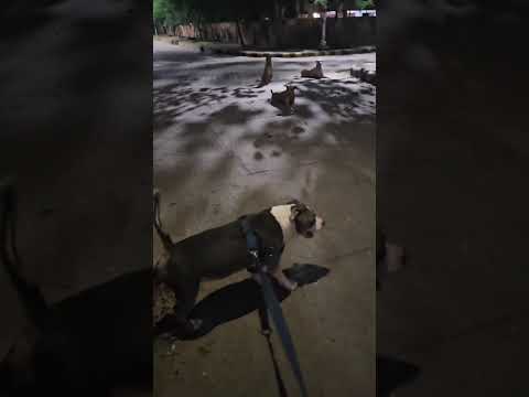 “Morning walk Edition🐾 Django the Pitbull vs 3 stray Dogs in Don Style” #shorts #animals #straydogs