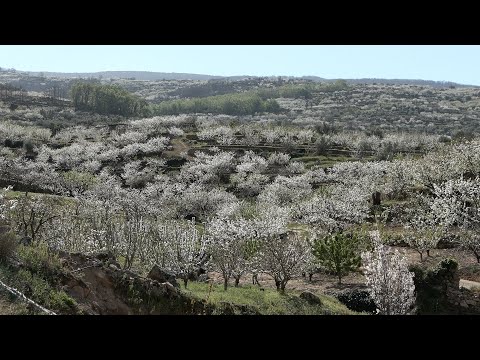 Explosión de blanco en Valle del Jerte con el cerezo en flor
