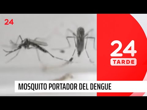 Huevos de mosquito: insecto portador dengue es detectado en Los Andes | 24 Horas TVN Chile