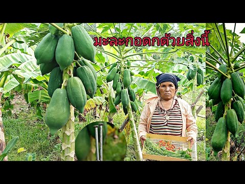 ทำแบบนี้มะละกอ-ออกลูกดก-สุขใจท ทำแบบนี้มะละกอ-ออกลูกดก-สุขใจท