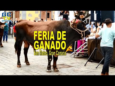 Feria de ganado en San Mateo, Gran Canaria