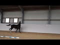 Dressuurpaard 2 jarige dressuur merrie