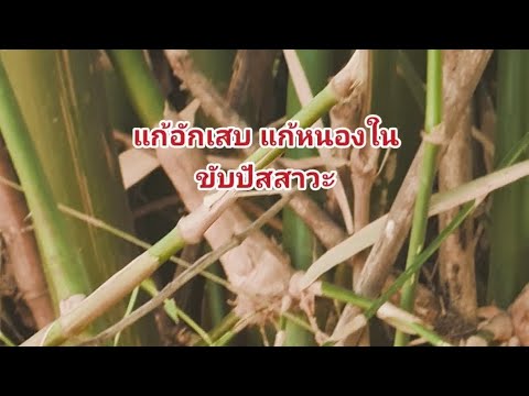 สวนรวมสุข รวมสุข แก้อักเสบแก้หนองในลดน้ำตาลลดไขมัน