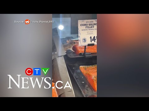 Mouse caught on camera at Barrie grocery store