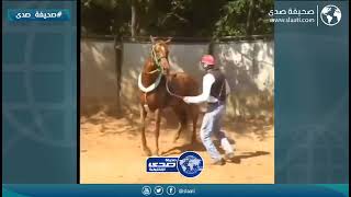 خيل يركل شاب