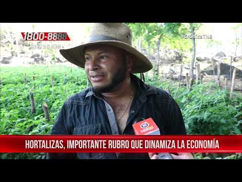 Cultivo de hortalizas en Estelí, importante rubro que dinamiza la economía - Nicaragua