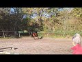 Dressage horse Dressuurpaard