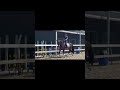 Dressuurpaard Super brave 4 jarige ruin