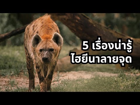 5เรื่องน่ารู้-ไฮยีนาลายจุด