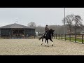Dressuurpaard 11jarige Negro x Jazz Z2 ster sport merrie