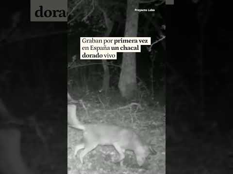 Graban por primera vez un chacal dorado vivo en España