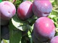 Слива: Садоводство Сорта абрикоса и сливы
