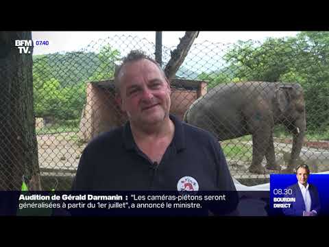 Pakistan : Un éléphant transféré au Cambodge grâce à Cher