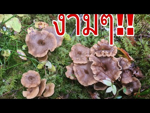 Ep.32-เก็บเห็ดดำขาส้มหลังเลิกง Ep.32-เก็บเห็ดดำขาส้มหลังเลิกง