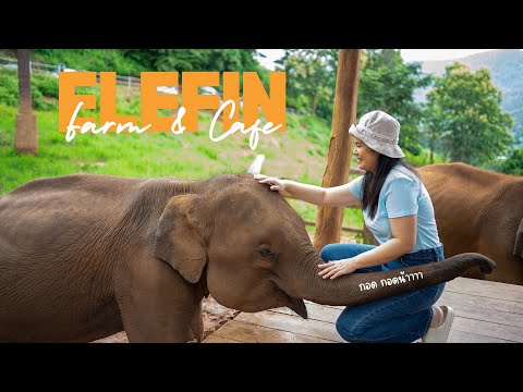 ให้อาหารช้างelefinfarm&caf