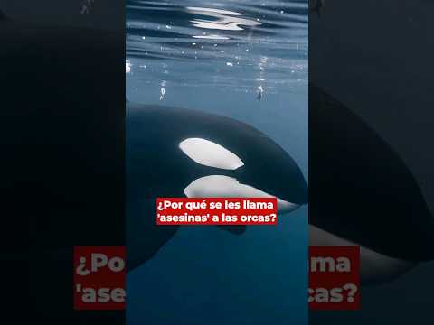 La verdad detrás del nombre: Por qué se considera a las ballenas orcas asesinas #noticiasmilenio