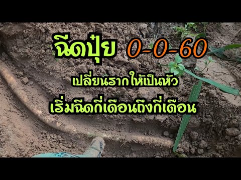 ฉีดปุ๋ย0-0-60ตอนอายุมันกี่เดือ