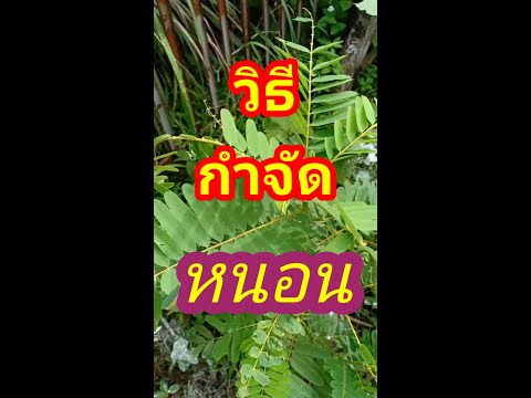 (137)กำจัดหนอนโดยไม่ใช้สารเคม