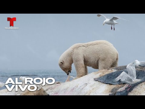 Registran primera muerte mundial por gripe aviar en un oso polar de Alaska