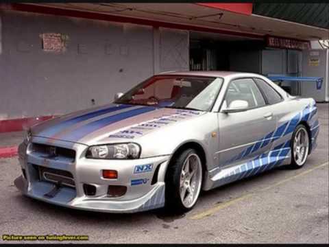 PITBULL BLANCO