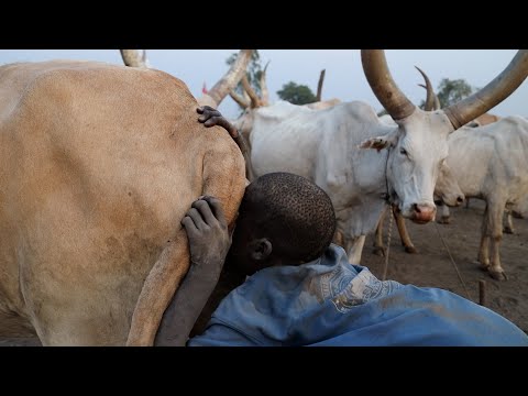 La técnica africana para ordeñar vacas | Mundari Parte 2 ??