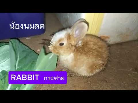 น้องนมสด:Rabbitกระต่าย