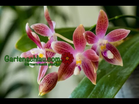 Kann ich Orchideen durch Stecklinge vermehren? - Alles über Orchideen #41 // Gartenschlau.com