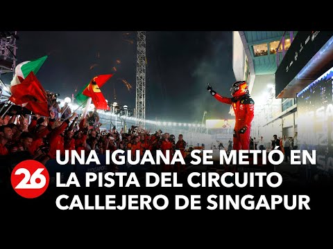 Una iguana se metió en la pista del circuito callejero de Singapur