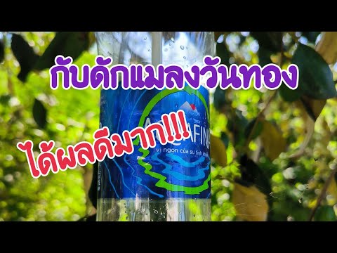 กำจัดแมลงวันทองด้วยสารล่อ|ว