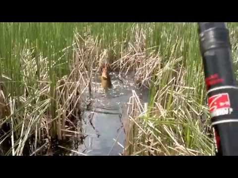 Видео ловля карася в камышах в мае Видео ловля карася в камышах в мае