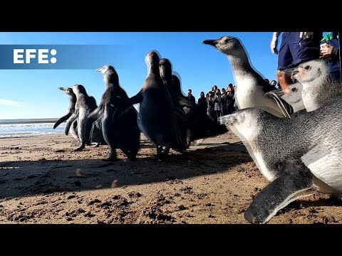 Regresan 14 pingüinos magallánicos al mar en Argentina tras rescate por desnutrición