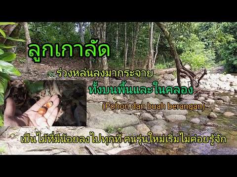 ต้นไม้ที่คนรุ่นใหม่เริ่มจะไม่ค ต้นไม้ที่คนรุ่นใหม่เริ่มจะไม่ค