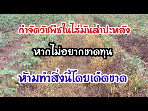 กำจัดวัชพืชในไร่มันสำปะหลังหา