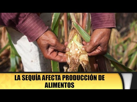 La sequía afecta producción de alimentos